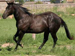 Blue Valentine and Sugar Bars bred black mare