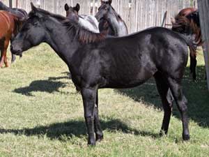 Romeo Blue ~ Mr Clyde Hancock bred filly for sale in Texas