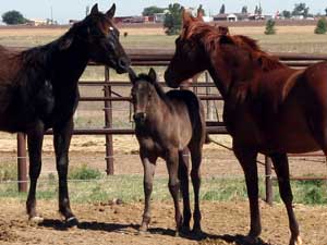 Romeo Blue ~ Mr Clyde Hancock bred filly for sale in Texas