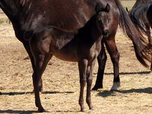 Romeo Blue ~ Mr Clyde Hancock bred filly for sale in Texas