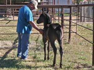 Romeo Blue ~ Mr Clyde Hancock bred filly for sale in Texas