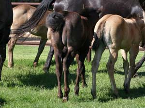 Blue Valentine and Driftwood bred blue roan filly for sale at CNR Quarter Horses in Lubbock, Texas