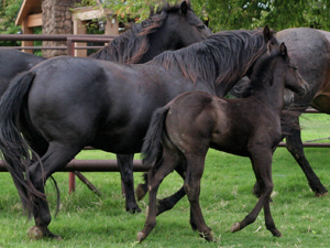 Romeo Blue and War Concho bred blue roan filly for sale at CNR Quarter Horses in Lubbock, Texas