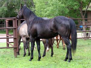 Black quarter horse for sale ~ Dash For Cash and Blue Valentine bred at CNR Quarter Horses in Lubbock, Texas