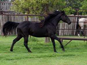 Black quarter horse for sale ~ Dash For Cash and Blue Valentine bred at CNR Quarter Horses in Lubbock, Texas