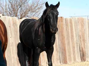 Black quarter horse for sale ~ Dash For Cash and Blue Valentine bred at CNR Quarter Horses in Lubbock, Texas