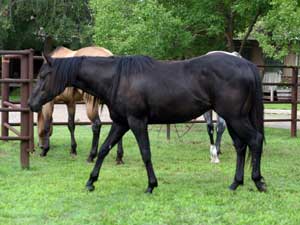 Black quarter horse for sale ~ Dash For Cash and Blue Valentine bred at CNR Quarter Horses in Lubbock, Texas