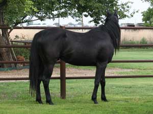 Black quarter horse for sale ~ Dash For Cash and Blue Valentine bred at CNR Quarter Horses in Lubbock, Texas