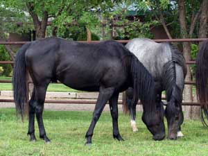 Black quarter horse for sale ~ Dash For Cash and Blue Valentine bred at CNR Quarter Horses in Lubbock, Texas