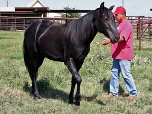 Black quarter horse for sale ~ Dash For Cash and Blue Valentine bred at CNR Quarter Horses in Lubbock, Texas