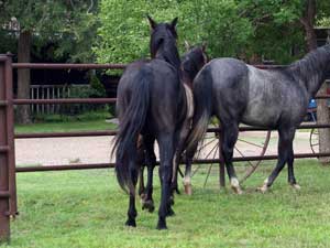 Black quarter horse for sale ~ Dash For Cash and Blue Valentine bred at CNR Quarter Horses in Lubbock, Texas