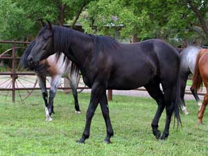 Black quarter horse for sale ~ Dash For Cash and Blue Valentine bred at CNR Quarter Horses in Lubbock, Texas