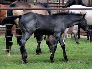 Joe Hancock & Driftwood bred Blue Roan Horse ~ sire is a son of War Concho, grandson of Joe Hancock and Driftwood and the dam is a granddaughter of Hancock's Blue Boy