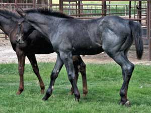 Joe Hancock & Driftwood bred ~ sire is a son of War Concho, grandson of Joe Hancock and Driftwood and the dam is a granddaughter of Hancock's Blue Boy