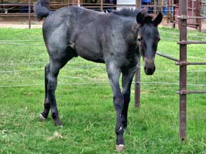 Blue roan quarter horse ~ Joe Hancock & Driftwood bred ~ sire is a son of War Concho, grandson of Joe Hancock and Driftwood and the dam is a granddaughter of Hancock's Blue Boy at CNR Quarter Horses in Lubbock, Texas