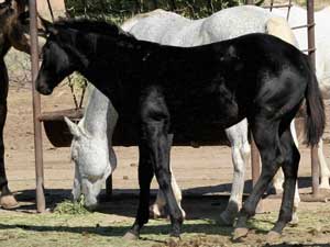 Blue Valentine and Sugar Bars bred black filly