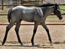 Triple bred Blue Valentine and the magic cross of Sugar Bars and Leo breeding