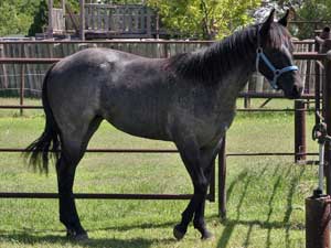 Blue Valentine ~ Mr Clyde Hancock bred 2018 blue roan filly for sale in Texas