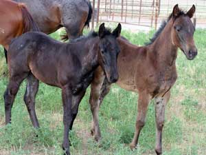 Joe Hancock & Blue Valentine bred ~ at CNR Quarter Horses in Lubbock, Texas