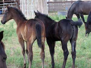 Joe Hancock & Blue Valentine bred ~ at CNR Quarter Horses in Lubbock, Texas