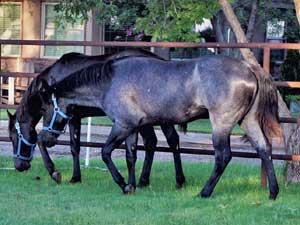 Joe Hancock & Blue Valentine bred ~ at CNR Quarter Horses in Lubbock, Texas