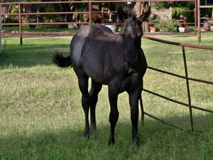 Joe Hancock & Blue Valentine bred ~ at CNR Quarter Horses in Lubbock, Texas