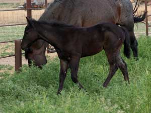 Joe Hancock & 4 Times Blue Valentine bred ~ sire and dam are grandson and granddaughter of Hancock's Blue Boy at CNR Quarter Horses in Lubbock, Texas