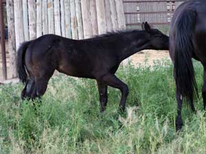 Horse Joe Hancock & D4 Times Blue Valentine bred ~ sire and dam are grandson and granddaughter of Hancock's Blue Boy at CNR Quarter Horses in Lubbock, Texas