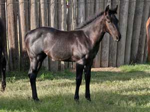 Horse Joe Hancock & D4 Times Blue Valentine bred ~ sire and dam are grandson and granddaughter of Hancock's Blue Boy at CNR Quarter Horses in Lubbock, Texas