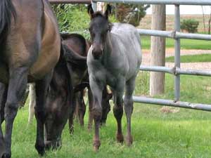 Blue roan quarter horse for sale ~ Dash For Cash and Blue Valentine bred at CNR Quarter Horses in Lubbock, Texas