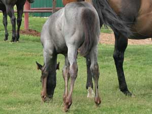 Blue roan quarter horse for sale ~ Dash For Cash and Blue Valentine bred at CNR Quarter Horses in Lubbock, Texas