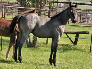 Blue roan quarter horse for sale ~ Dash For Cash and Blue Valentine bred at CNR Quarter Horses in Lubbock, Texas