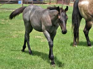 Blue roan quarter horse for sale ~ Dash For Cash and Blue Valentine bred at CNR Quarter Horses in Lubbock, Texas