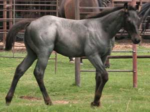 Blue roan quarter horse for sale ~ Dash For Cash and Blue Valentine bred at CNR Quarter Horses in Lubbock, Texas