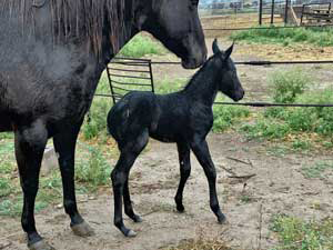 Driftwood ~ Blue Valentine bred 2024 blue roan colt for sale in Texas