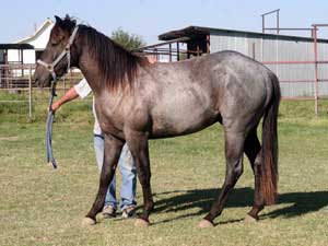 Driftwood ~ Blue Valentine bred 2024 blue roan colt for sale in Texas