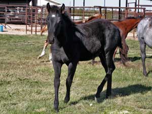 AQHA registered Dash For Cash and Blue Valentine bred black filly for sale at CNR Quarter Horses in Lubbock, Texas