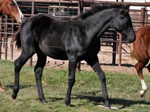 AQHA registered Dash For Cash and Blue Valentine bred black filly for sale at CNR Quarter Horses in Lubbock, Texas