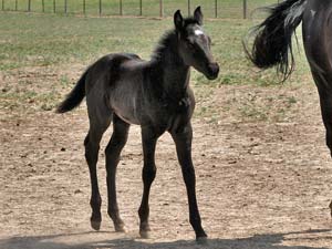 AQHA registered Dash For Cash and Blue Valentine bred black filly for sale at CNR Quarter Horses in Lubbock, Texas