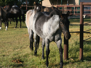 Horse Joe Hancock & D4 Times Blue Valentine bred at CNR Quarter Horses in Lubbock, Texas