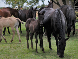 Joe Hancock & 4 Times Blue Valentine bred at CNR Quarter Horses in Lubbock, Texas