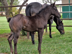 Joe Hancock & 4 Times Blue Valentine bred at CNR Quarter Horses in Lubbock, Texas