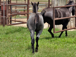 Joe Hancock & 4 Times Blue Valentine bred at CNR Quarter Horses in Lubbock, Texas