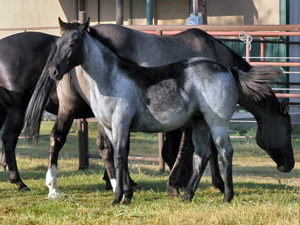 Blue Valentine ~ Mr Clyde Hancock bred 2020 blue roan filly for sale in Texas