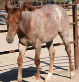 Triple bred Blue Valentine and Waggoner breeding