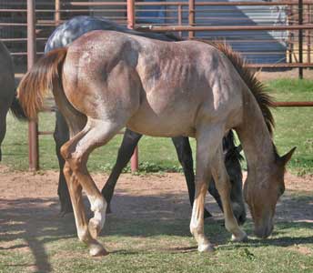 CNR filly Blue Valentine bred sire grandson of Blue Valentine dam Waggoner Ranch bred