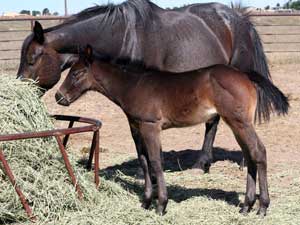 Horse Joe Hancock & D4 Times Blue Valentine bred ~ sire and dam are grandson and granddaughter of Hancock's Blue Boy at CNR Quarter Horses in Lubbock, Texas