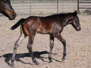 Joe Hancock & 4 Times Blue Valentine bred ~ sire and dam are grandson and granddaughter of Hancock's Blue Boy at CNR Quarter Horses in Lubbock, Texas