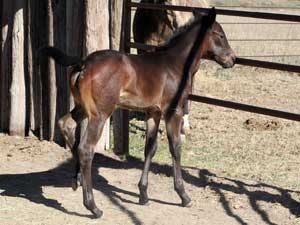 Joe Hancock & 4 Times Blue Valentine bred ~ sire and dam are grandson and granddaughter of Hancock's Blue Boy at CNR Quarter Horses in Lubbock, Texas