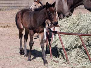 Joe Hancock & 4 Times Blue Valentine bred ~ sire and dam are grandson and granddaughter of Hancock's Blue Boy at CNR Quarter Horses in Lubbock, Texas